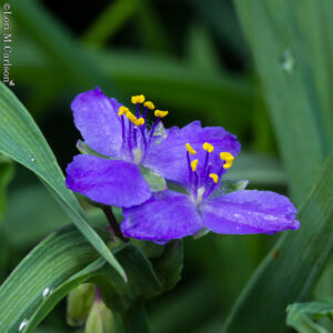 Spiderwort, Ohio