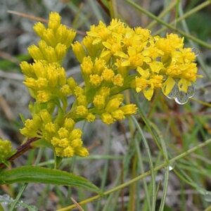 Goldenrod, Bog