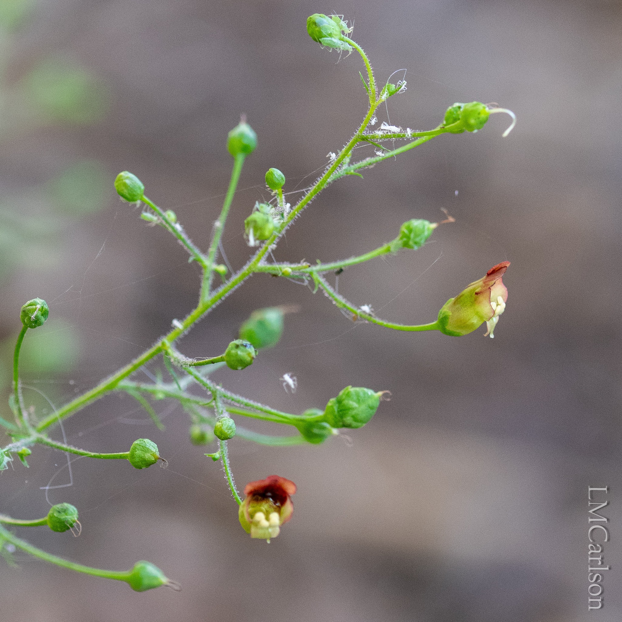 Figwort, Late