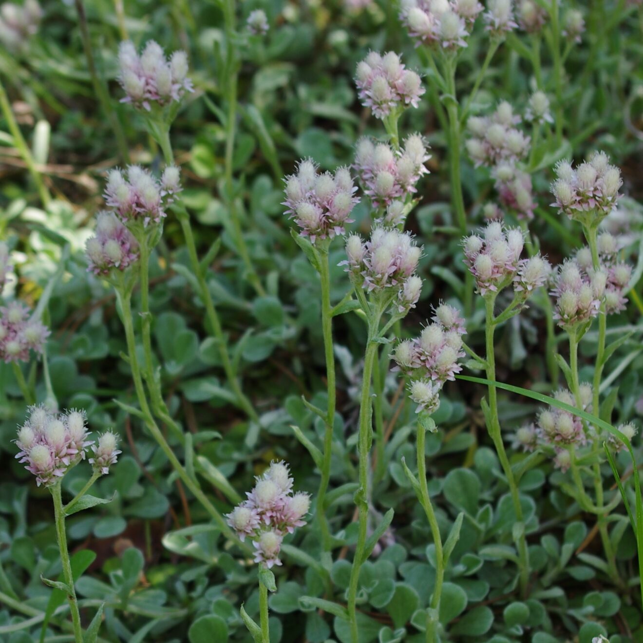 Pussytoes, Prairie