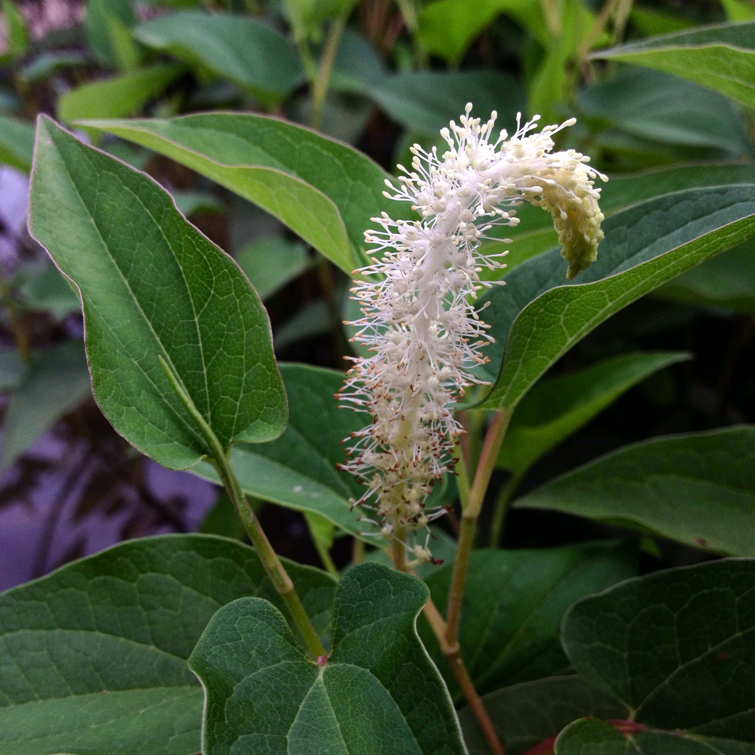 Lizard's Tail