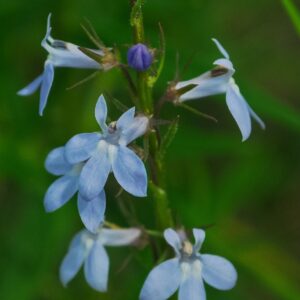 Pale Spiked Lobelia