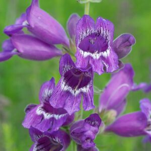 Beardtongue, Showy