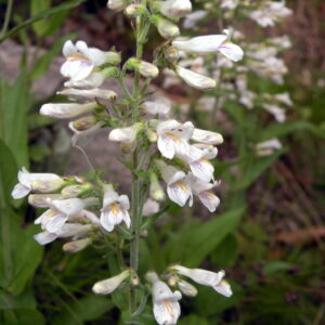 Beardtongue, Pale