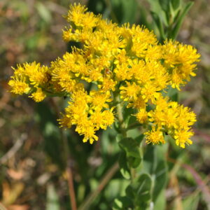 Goldenrod, Stiff