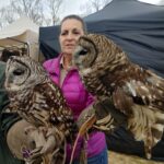 Barred Owls