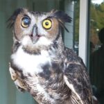 Great Horned Owl