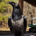 Grip, the African Raven