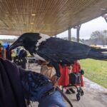 Lark, the Pied Crow