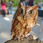 Screech Owl