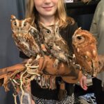 A trio of screech owls