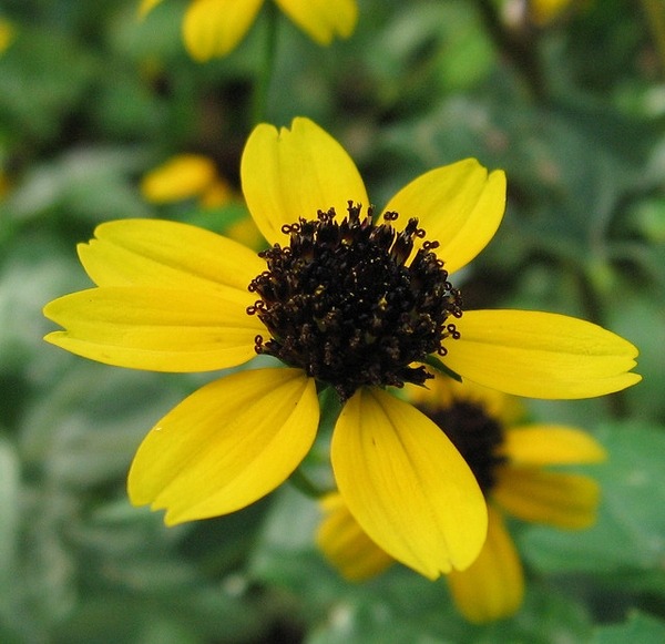 Susan, Brown-eyed