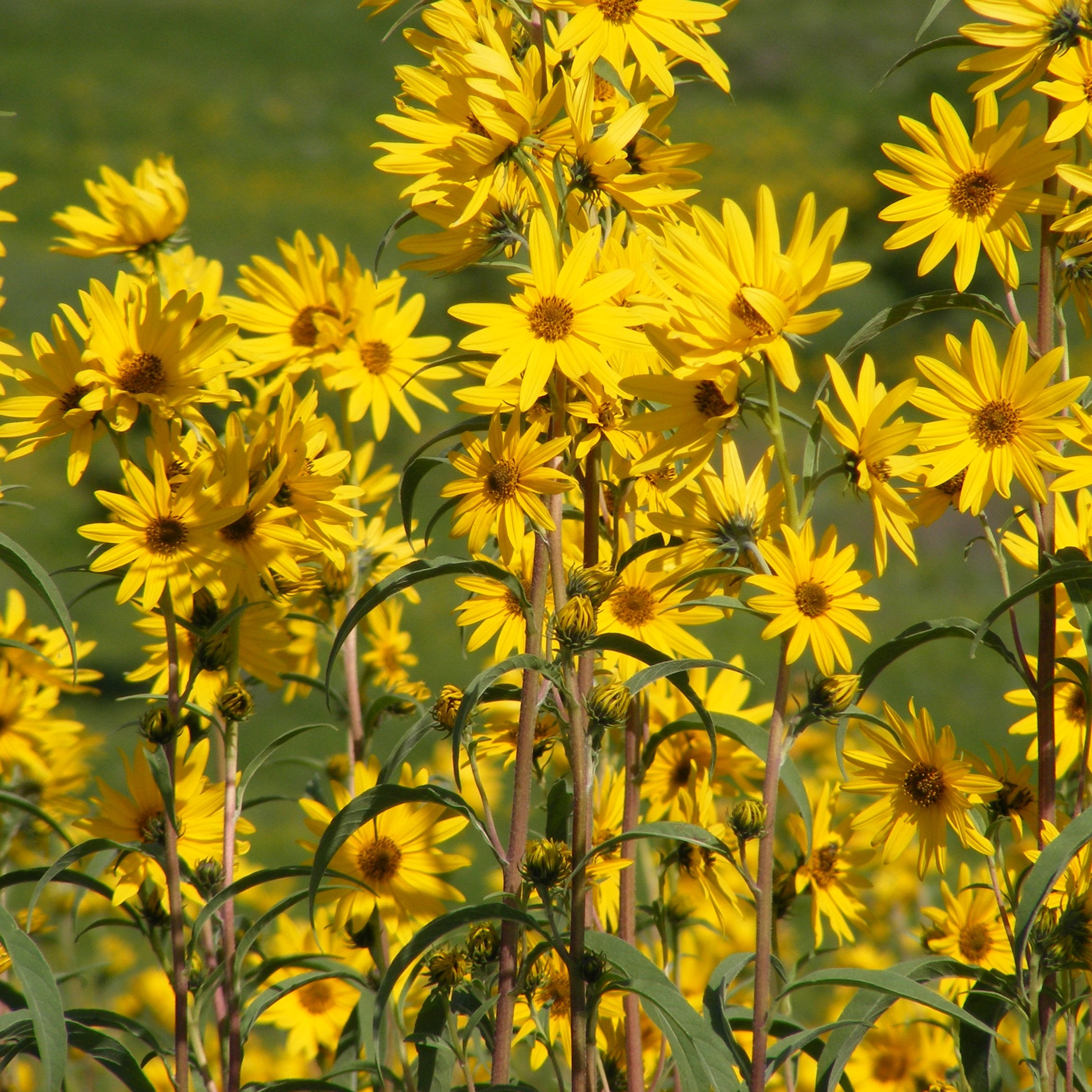 Sunflower, Maximillian