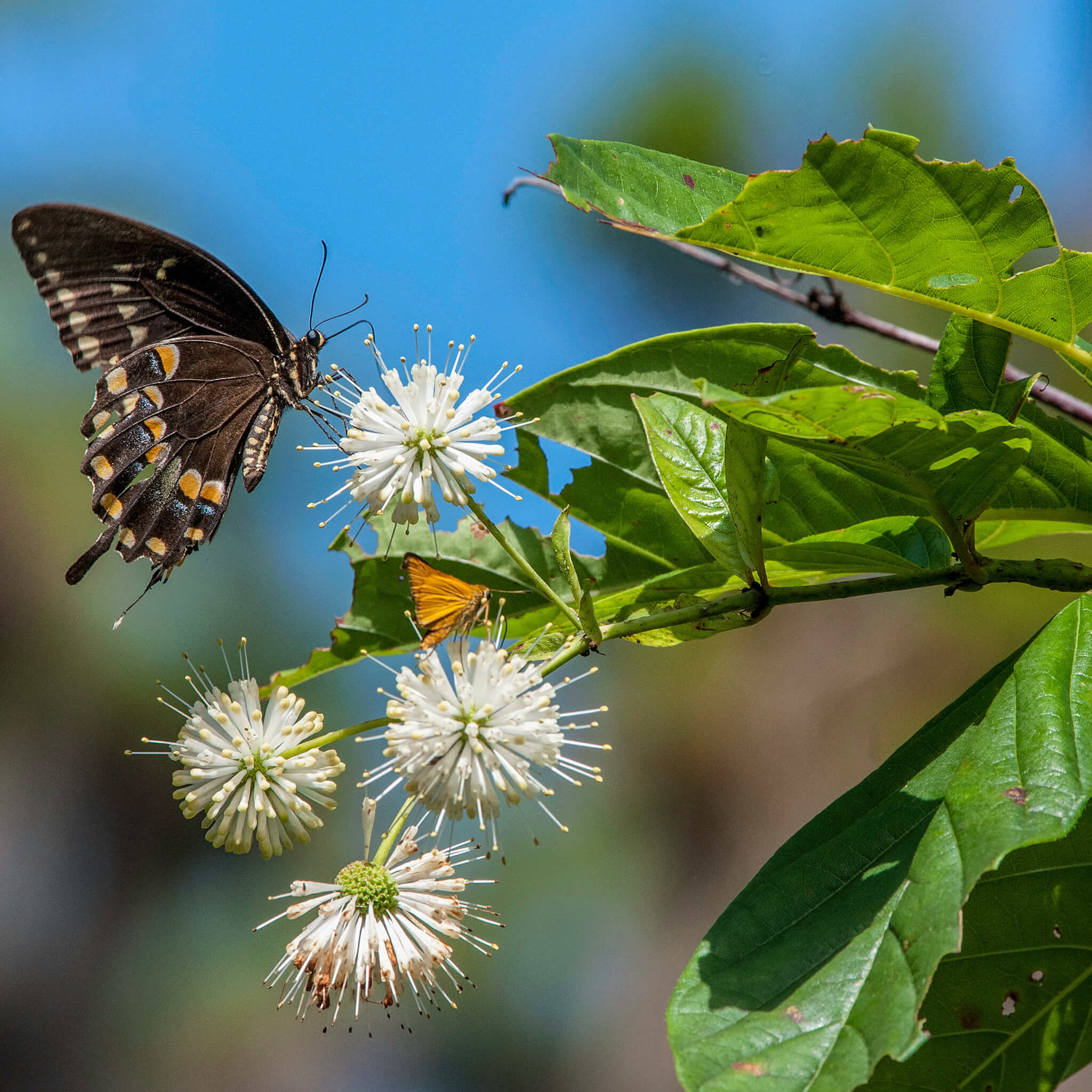 Buttonbush